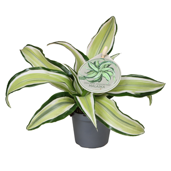 Dracena fragrans 'Malaika' F00004156
