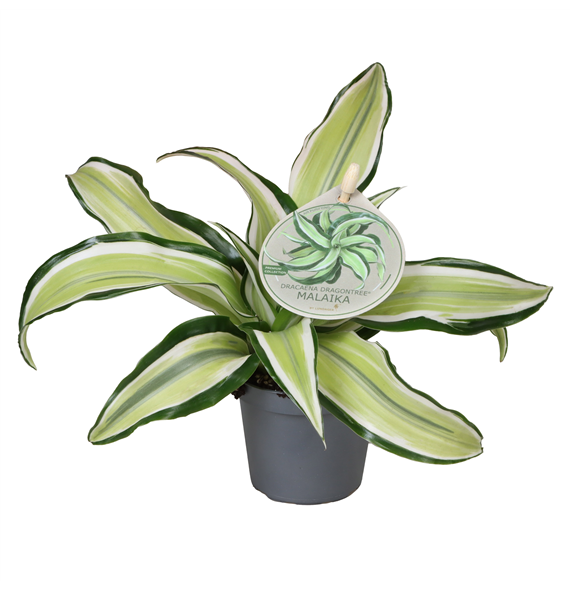 Dracena fragrans 'Malaika' F00004156