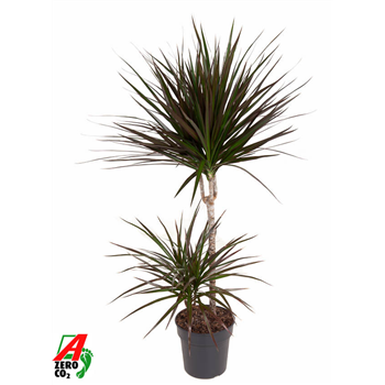 Dracena marginata 'Magenta' F00002856