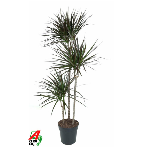 Dracena marginata 'Magenta' F00005252