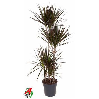 Dracena marginata 'Magenta' F00002857