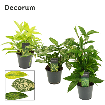 Dracena mix F00000528