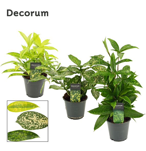 Dracena mix F00000528