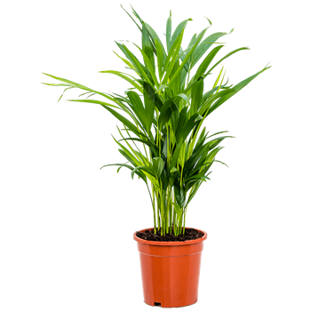 Palma Dypsis (Areca) lutescens 4CHLUBU01