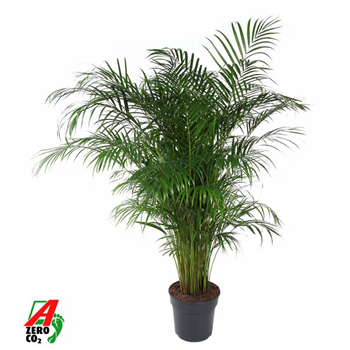 Palma Dypsis (Areca) lutescens F00005319
