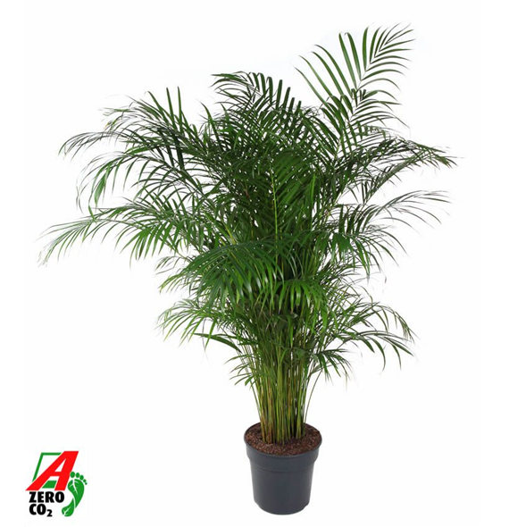 Palma Dypsis (Areca) lutescens F00005319