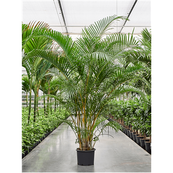 Palma Dypsis (Areca) lutescens 4CHLUB003