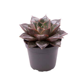 Echeveria Purpusorum F00001027