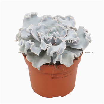 Echeveria crispy beauty F00001320