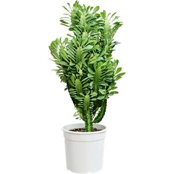 Euphorbia trigona 4EUTRKK76