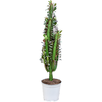 Euphorbia trigona 'Rubra' 4EUTRKK71