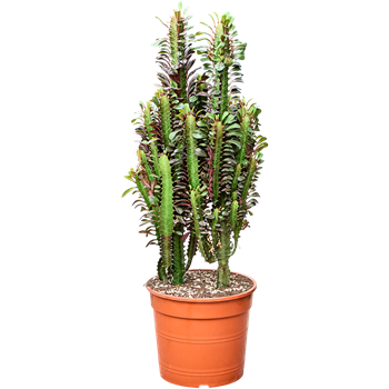 Euphorbia trigona 'Rubra' 4EUTRKK29