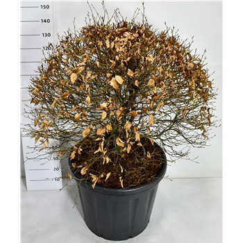 Fagus sylvatica F00007533