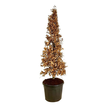 Fagus sylvatica F00007169