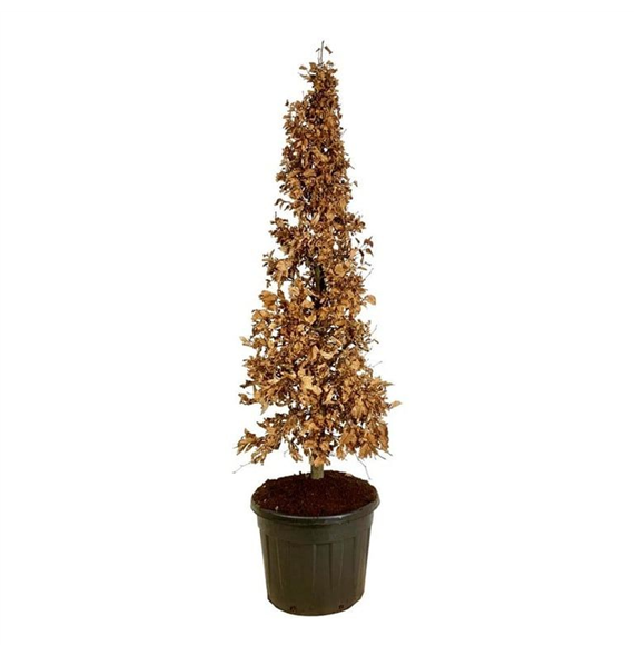 Fagus sylvatica F00007169