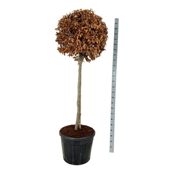 Fagus sylvatica F00007256