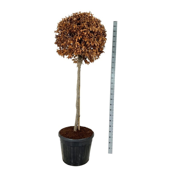 Fagus sylvatica F00007256
