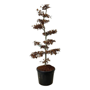 Fagus sylvatica F00007168