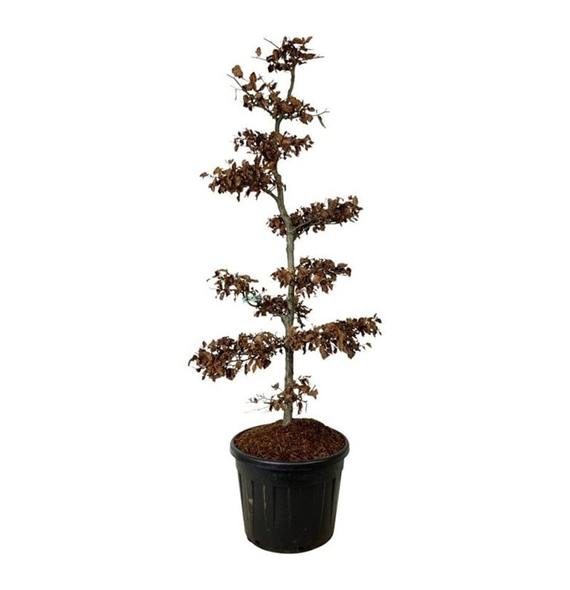Fagus sylvatica F00007168