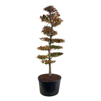 Fagus sylvatica 'Atropunicea' F00007106