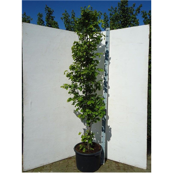 Fagus sylvatica 'Dawyck Gold' F00008132
