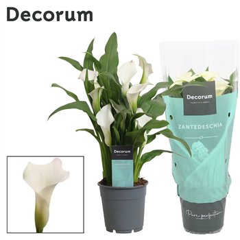 Kala captain fresco (Calla) Wit (Decorum)4 fl 35cm 12cm Q4859