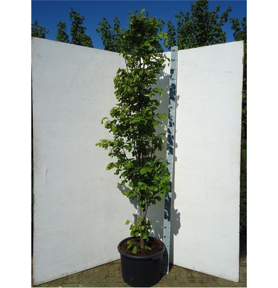 Fagus sylvatica 'Dawyck Gold' F00008132
