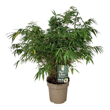 Fargesia robusta 'Wenchuan' F00007463
