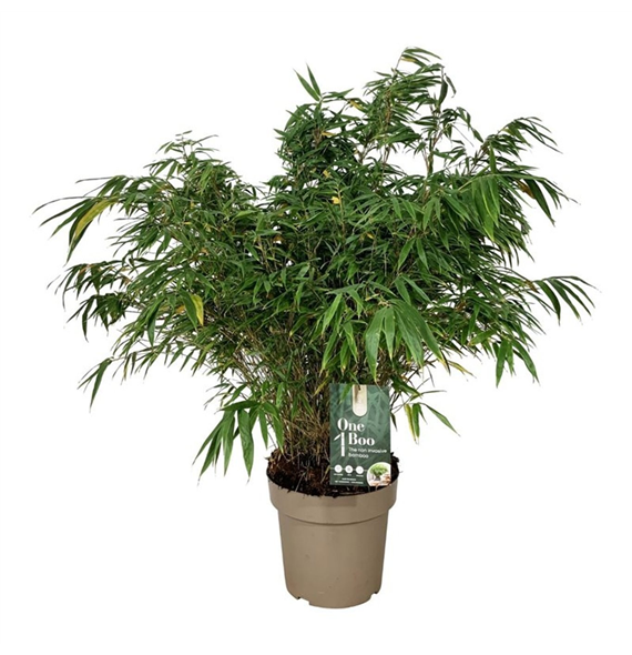 Fargesia robusta 'Wenchuan' F00007463