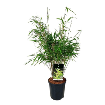 Fargesia rufa F00007691