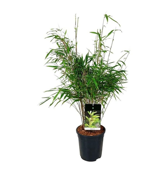 Fargesia rufa F00007691