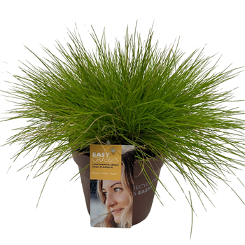 Festuca glauca 'Golden Toupee' F00004291