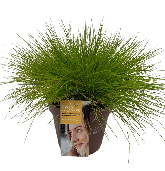 Festuca glauca 'Golden Toupee' F00004291