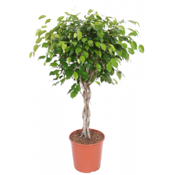 Fikus Exotica F00001198