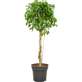 Fikus benjamina 'Columnar' 4FIBCRS24