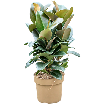 Fikus elastica 'Sofia' 4FIESTU24