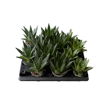 Gasteria mix F00002000