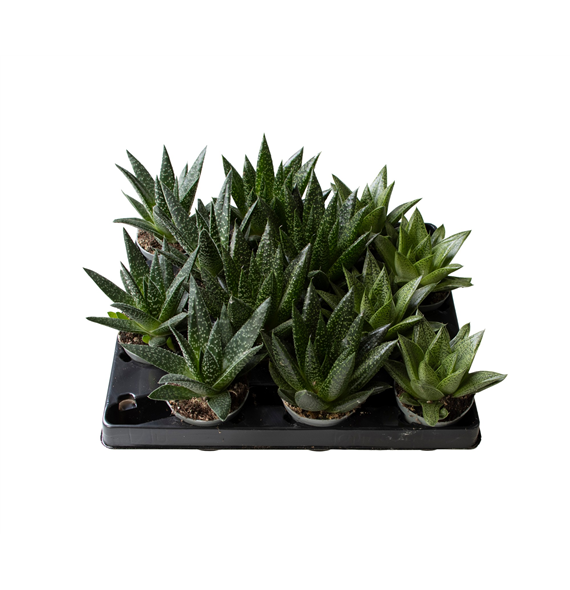 Gasteria mix F00002000