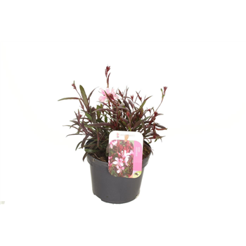 Gaura lindheimeri 'Gaudi Rose' F00004777