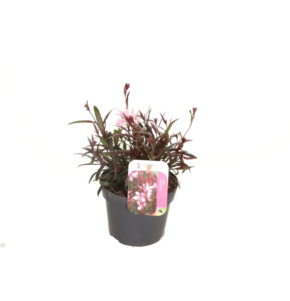 Gaura lindheimeri 'Gaudi Rose' F00004777
