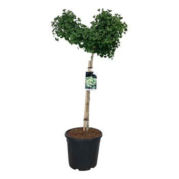 Ginkgo biloba 'Mariken' F00007055
