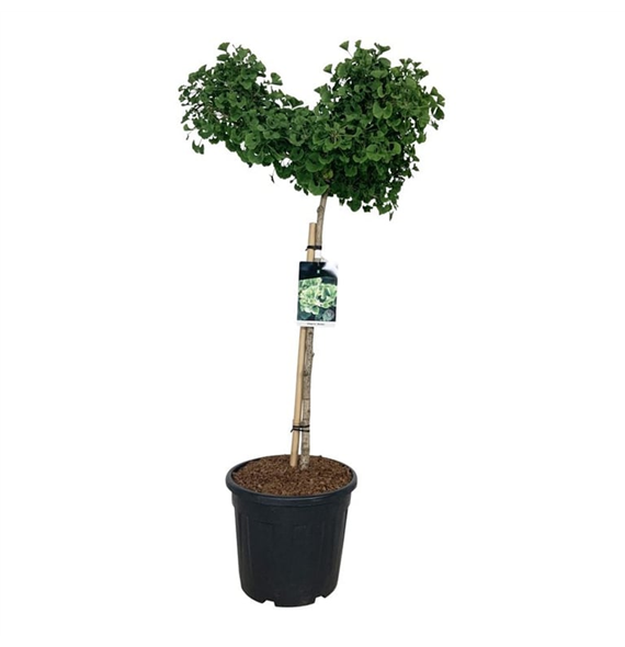 Ginkgo biloba 'Mariken' F00007055