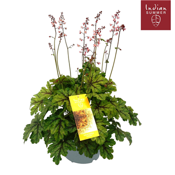 Heuchera 'Indian Summer' F00004669