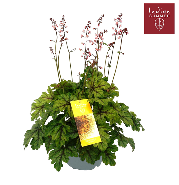 Heuchera 'Indian Summer' F00004669