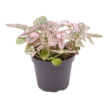 Hypoestes phyllostachya Pink F00004166