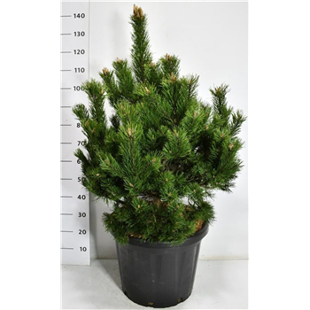 Bor(Pinus) mugo 'Gnom' F00007543