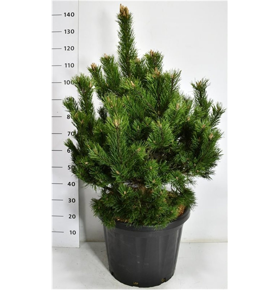 Bor(Pinus) mugo 'Gnom' F00007543
