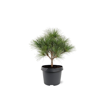 Bor(Pinus) strobus 'Radiata' F00007995