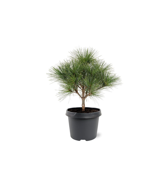 Bor(Pinus) strobus 'Radiata' F00007995