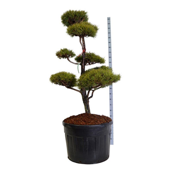Bor(Pinus) sylvestris F00007517